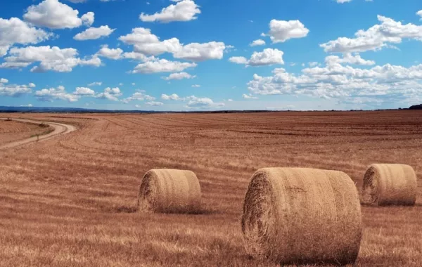 A termőtalaj fontossága, a talaj védelme kiemelt fontos: veszélyben a termőföld!