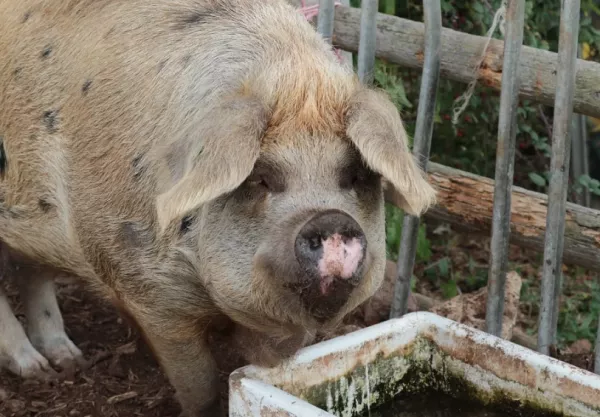 A mangalica lesz-e valaha olyan márkanév, mint az amerikai black angus?