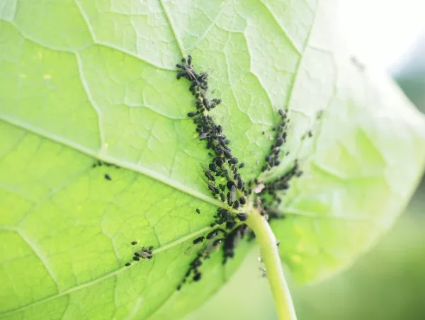  Levéltetvek ellen házilag, levéltetű irtó szerek és módszerek